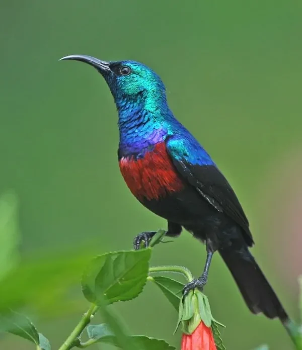 Sunbirds of the Albertine Rift
