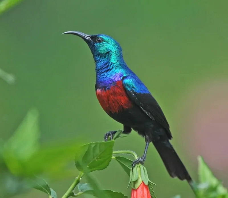 Sunbirds of the Albertine Rift