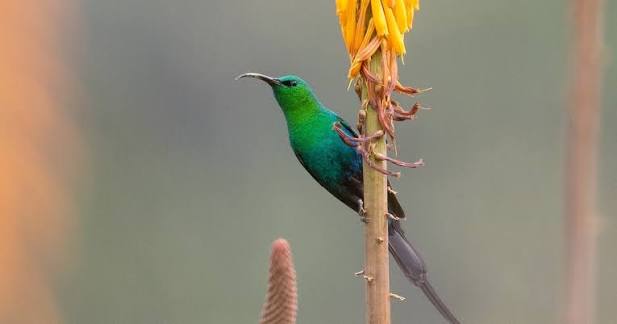 Colorful sunbird feeding among flowering plants in Albertine Rift forest habitat