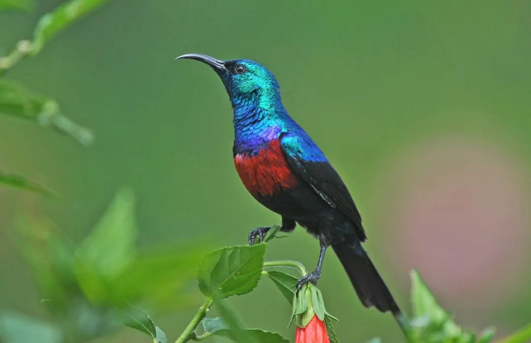 Sunbirds of the Albertine Rift