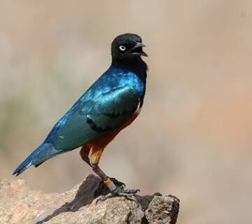 Superb Starling: Kenya's Iridescent Everyday Marvel