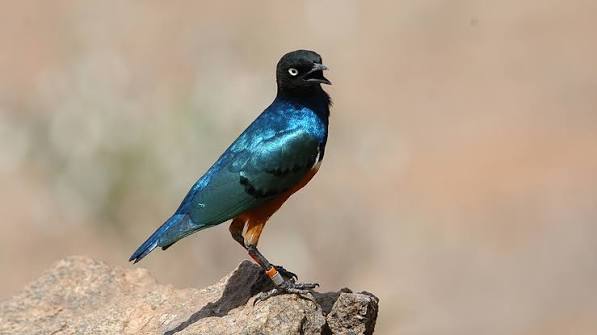 Superb Starling: Kenya's Iridescent Everyday Marvel