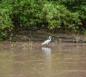 Tanzania's Wetlands: Birding the Rufiji Delta