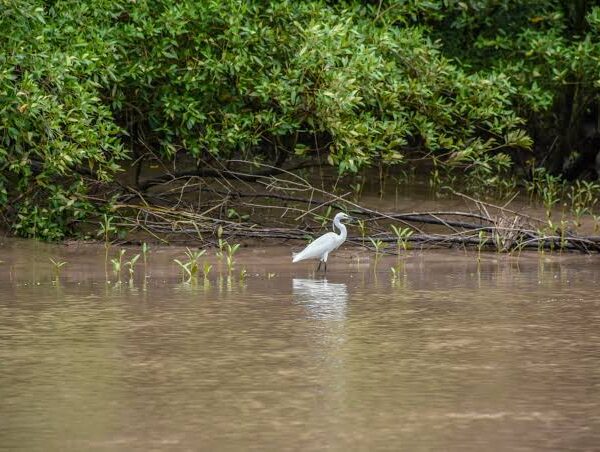 Tanzania's Wetlands: Birding the Rufiji Delta