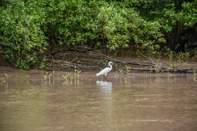 Tanzania's Wetlands: Birding the Rufiji Delta