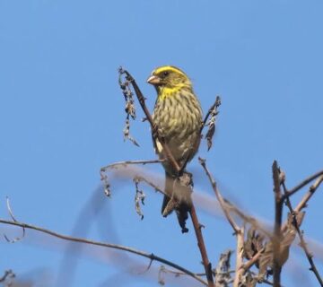 Tanzania's Eastern Arc Endemics: A Complete Guide