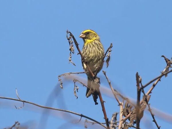 Tanzania's Eastern Arc Endemics: A Complete Guide