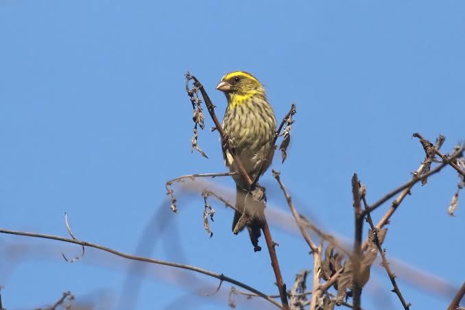 Tanzania's Eastern Arc Endemics: A Complete Guide
