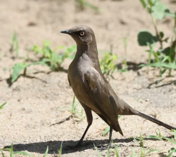Tarangire `s Baobabs Elephants and Endemic Birds
