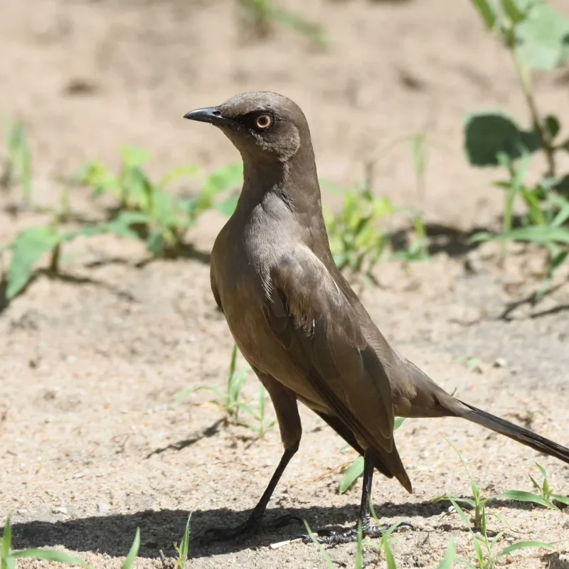 Tarangire `s Baobabs Elephants and Endemic Birds