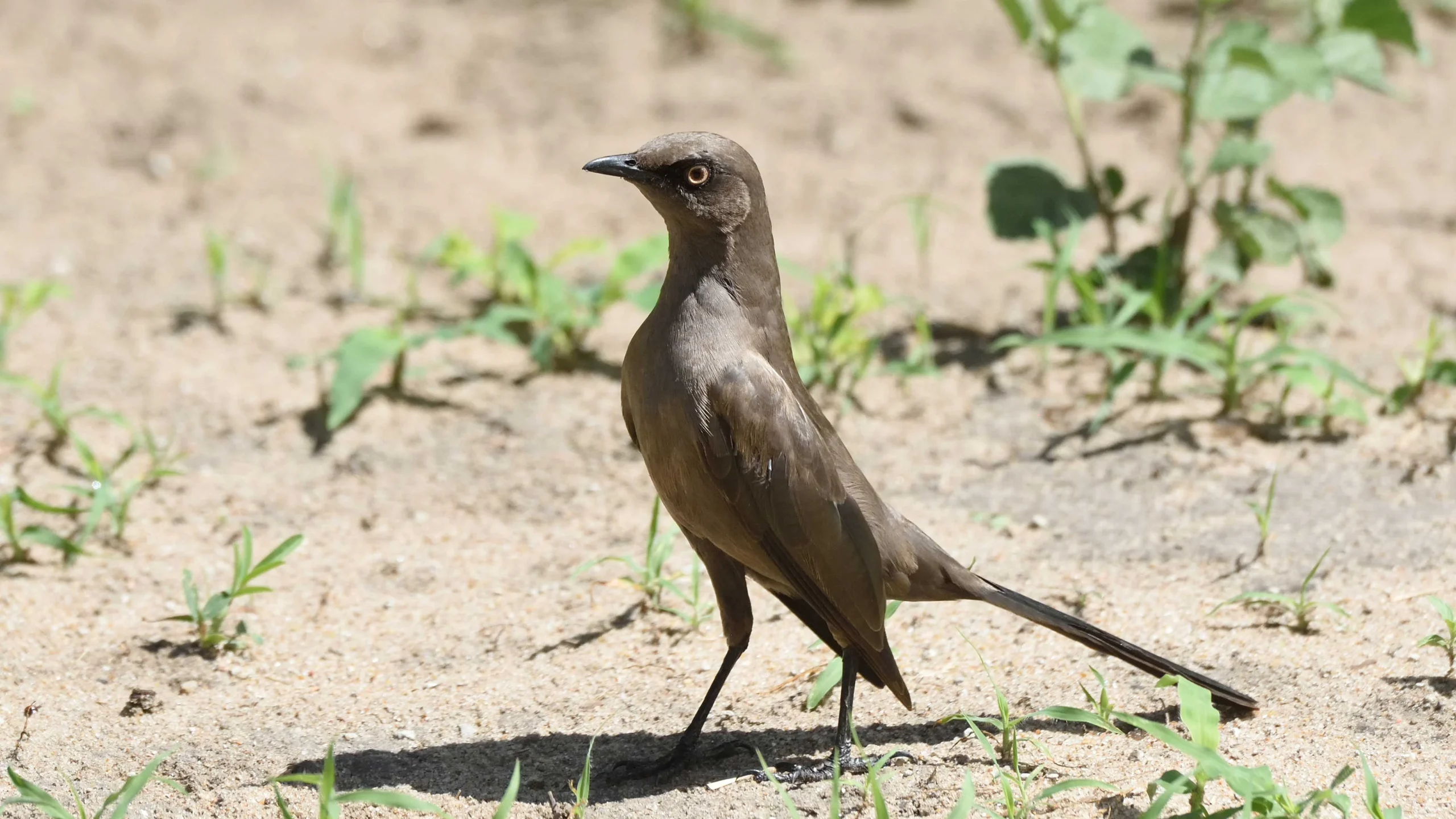 Tarangire `s Baobabs Elephants and Endemic Birds