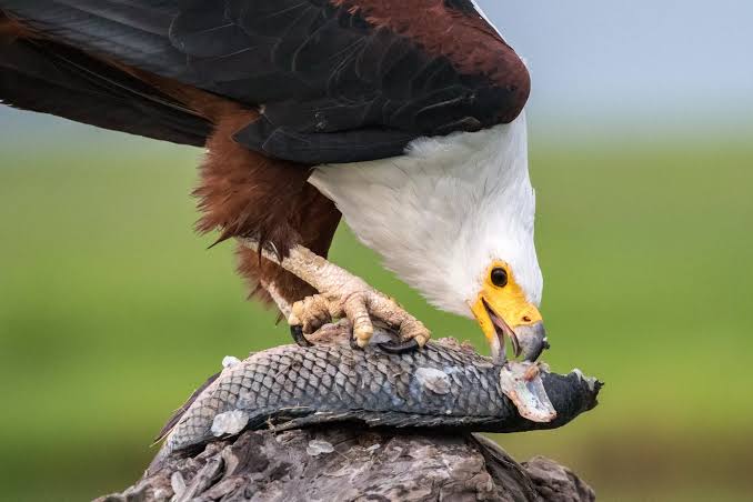 African fish eagle eating fish beside a quiet African lake at sunrise.