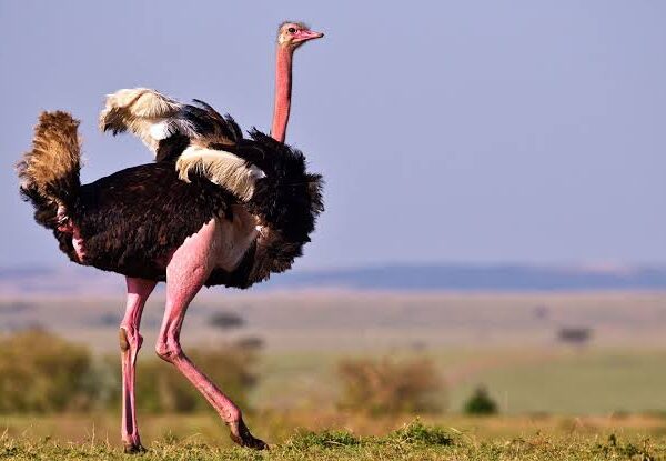 East Africa's Big Five Birds Every Birder Should See