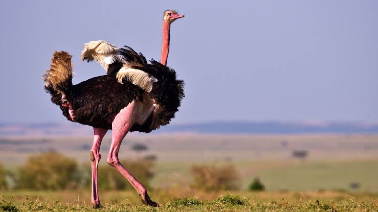 East Africa's Big Five Birds Every Birder Should See