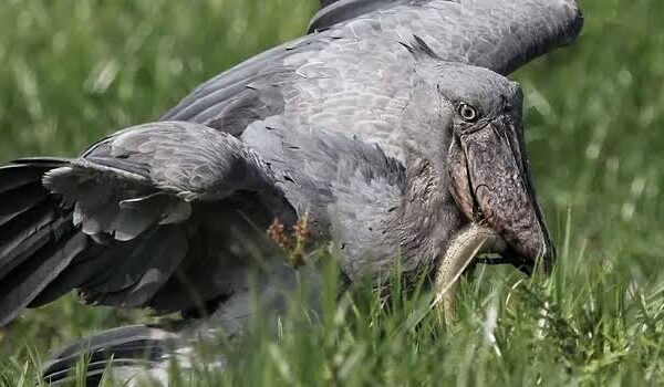 Meet the Bird That Broke the Internet And Where to Find It