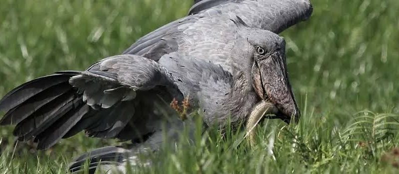 the-bird-that-broke-the-internet Meet the Bird That Broke the Internet And Where to Find It