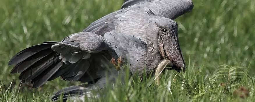 Meet the Bird That Broke the Internet And Where to Find It