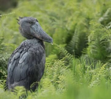 Inspired a lifelong passion for birding, patience, nature, and Uganda's remarkable wetlands 