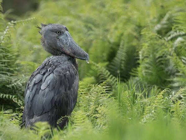 Inspired a lifelong passion for birding, patience, nature, and Uganda's remarkable wetlands 