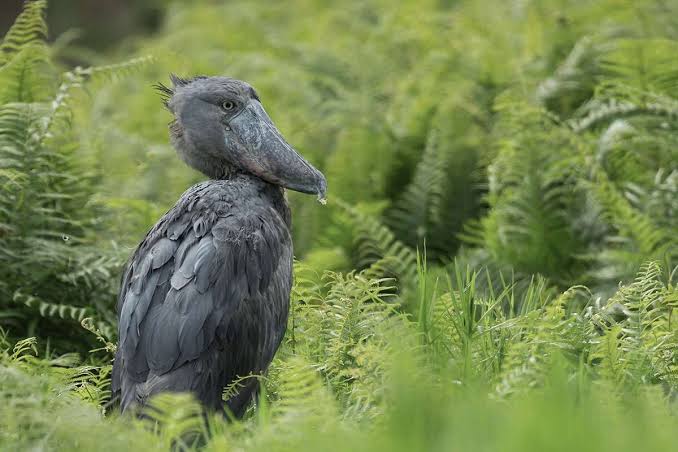 Inspired a lifelong passion for birding, patience, nature, and Uganda's remarkable wetlands 