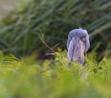 Uganda's Wildlife Beyond Gorillas: The Case for the Shoebill