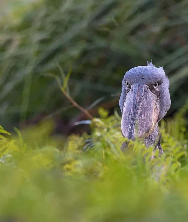 Uganda's Wildlife Beyond Gorillas: The Case for the Shoebill