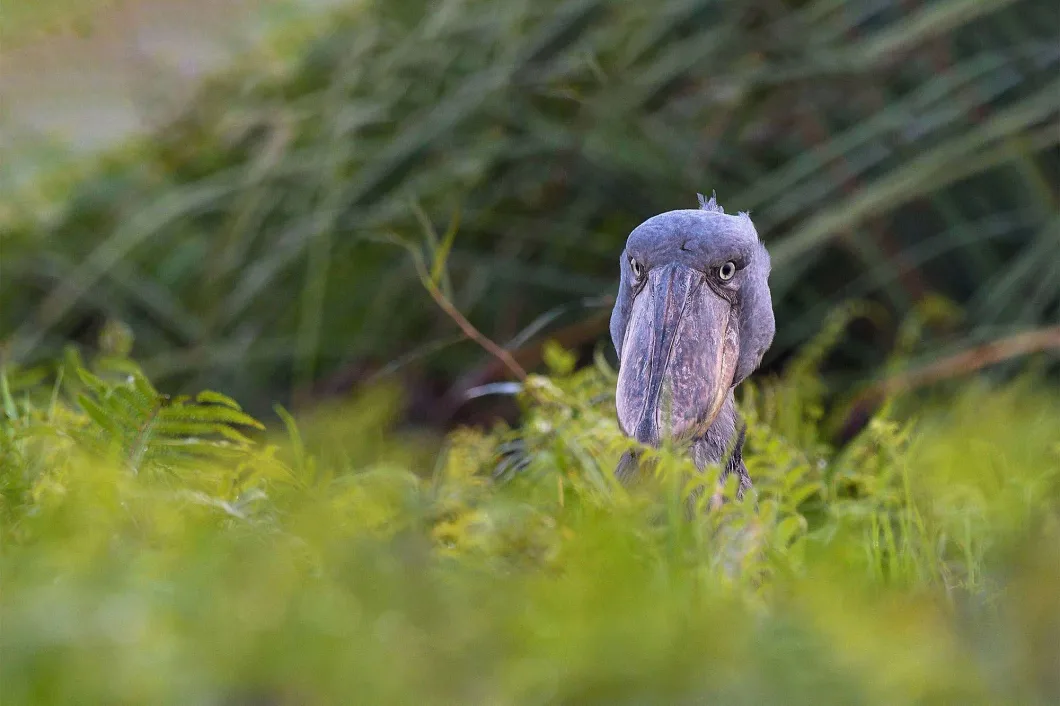 Uganda's Wildlife Beyond Gorillas: The Case for the Shoebill