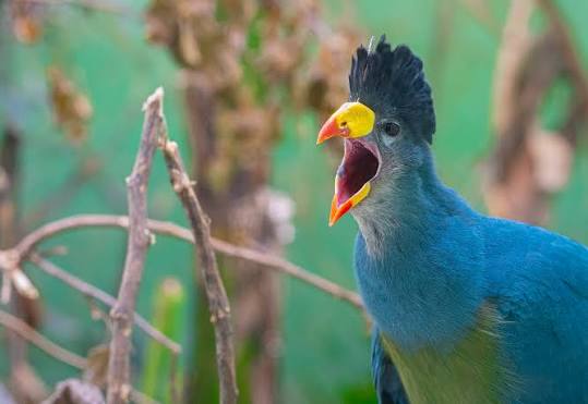 Great Blue Turaco perched on a forest branch among lush East African vegetation and canopy leaves.