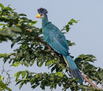 The Great Blue Turaco