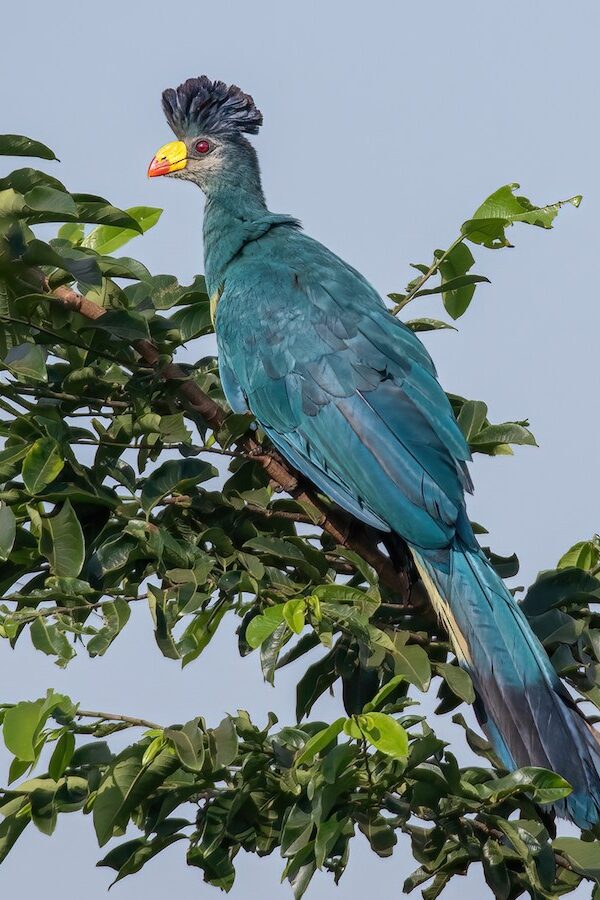 The Great Blue Turaco
