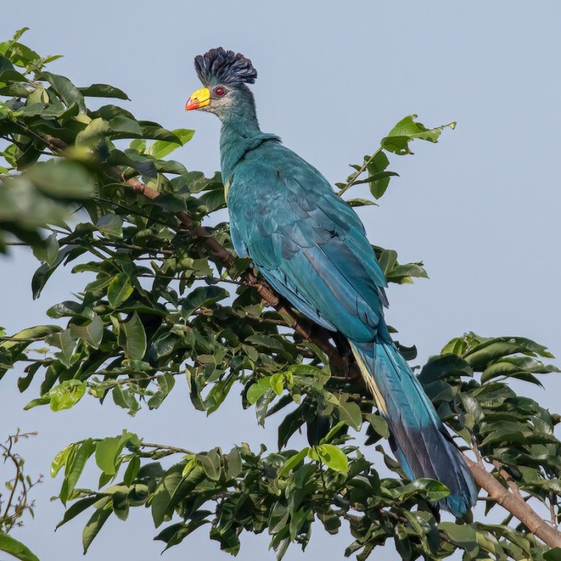 the-great-blue-turaco The Great Blue Turaco