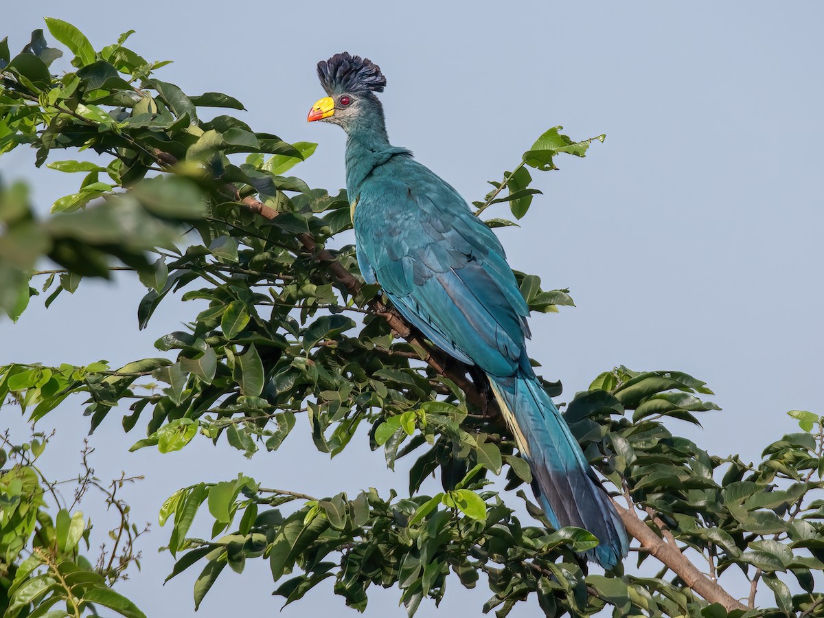 The Great Blue Turaco