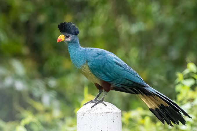 Great Blue Turaco perched among lush green trees in Rwanda's forest canopy.