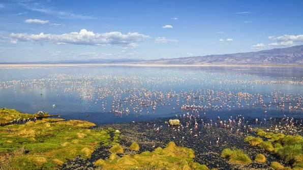 Kenya's Great Rift Valley Lakes: A Birding Circuit