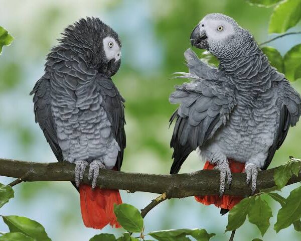 African Grey Parrot: Tracking a Threatened Species