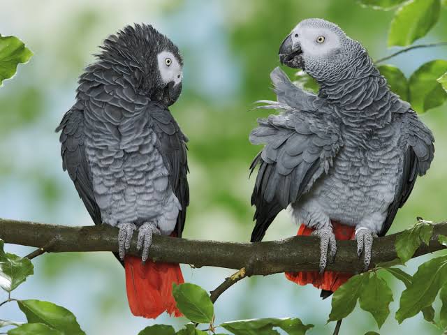African Grey Parrot: Tracking a Threatened Species