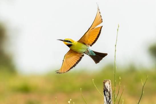 Colorful East African bee-eater flying gracefully above a sunlit savanna landscape