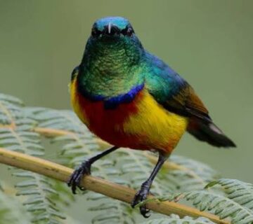 The Regal Sunbird: Rwanda's Jewel of the Forest