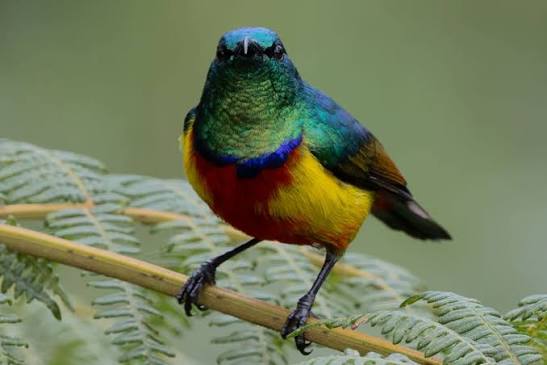 The Regal Sunbird: Rwanda's Jewel of the Forest