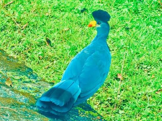 Ross's Turaco perched among lush rainforest foliage in the Albertine Rift of East Africa.