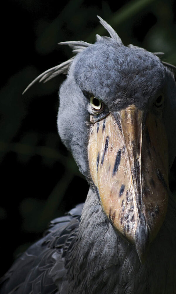 Shoebill Stares: A Definitive Ranking