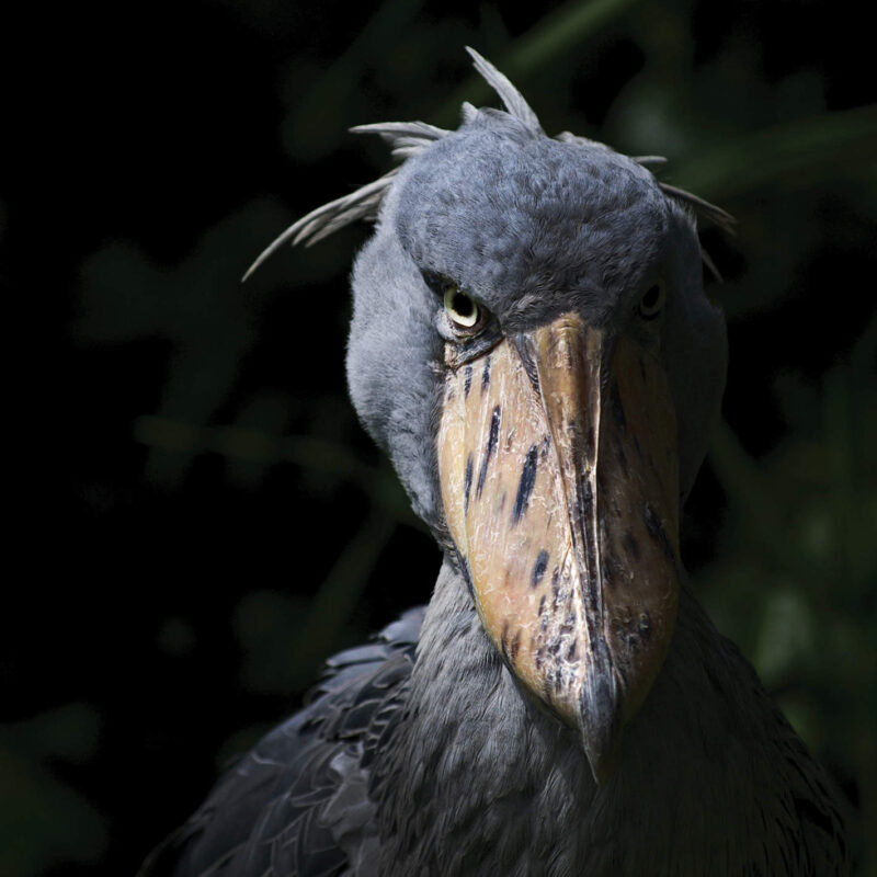 the-shoebill-stare Shoebill Stares: A Definitive Ranking
