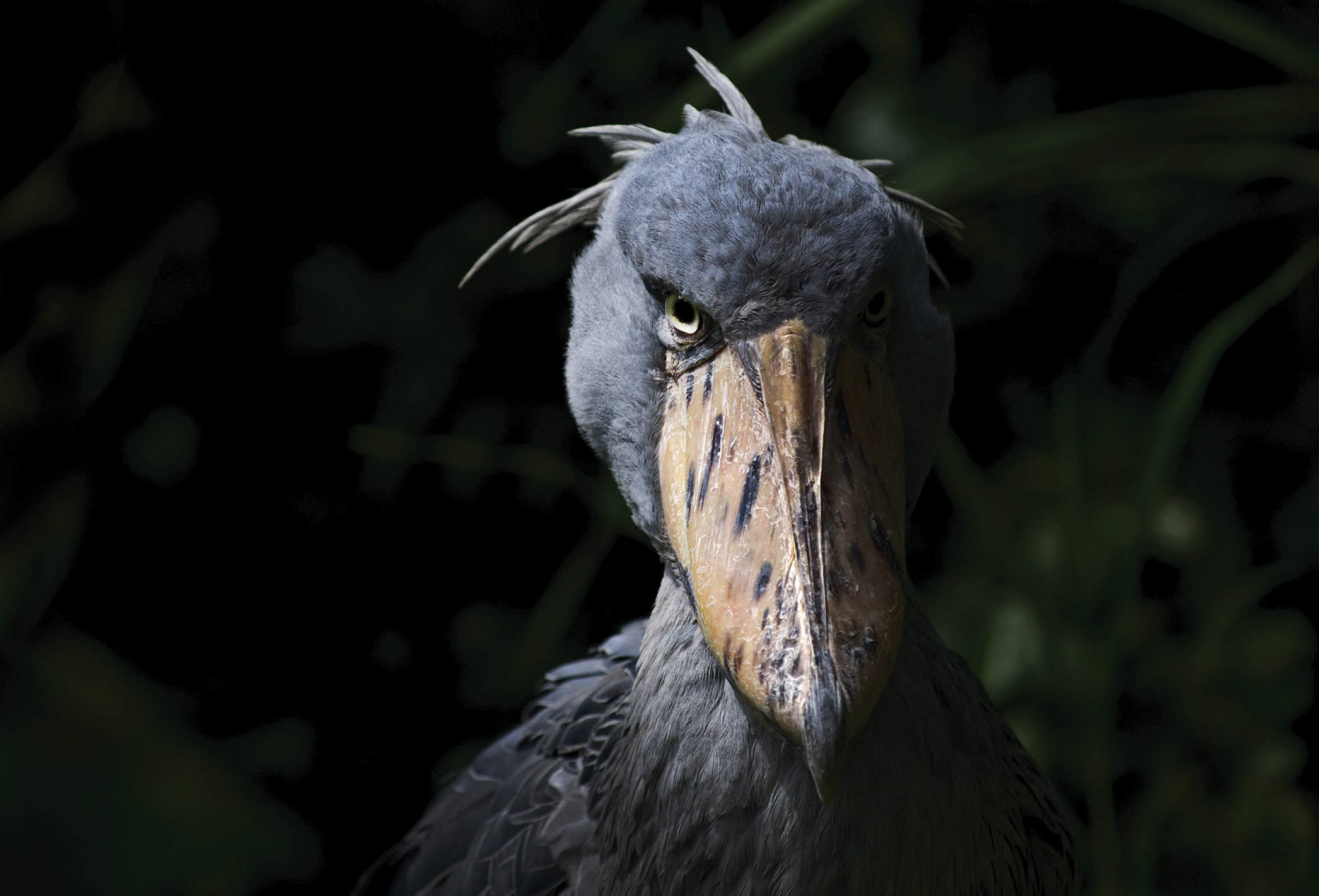 Shoebill Stares: A Definitive Ranking