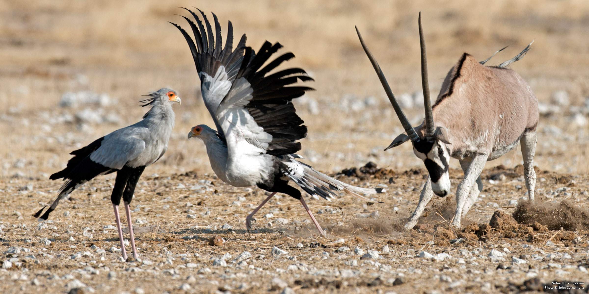 Secretarybird walking across African savanna while hunting snakes among tall golden grass.