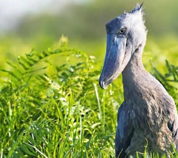 Uganda Bird Photography: Tips from the Field