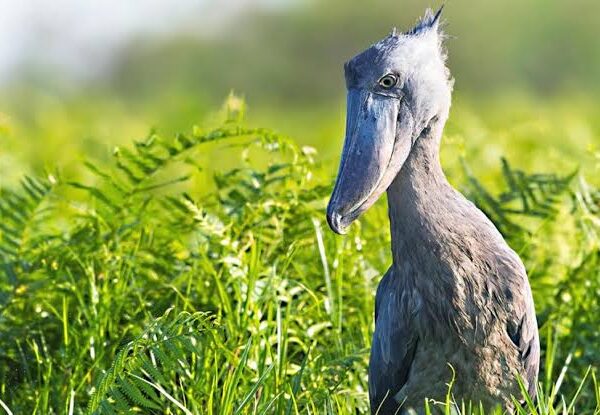 Uganda Bird Photography: Tips from the Field