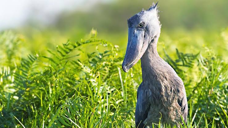 Uganda Bird Photography: Tips from the Field