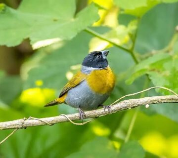 A First Timer's Guide to Birding in Rwanda