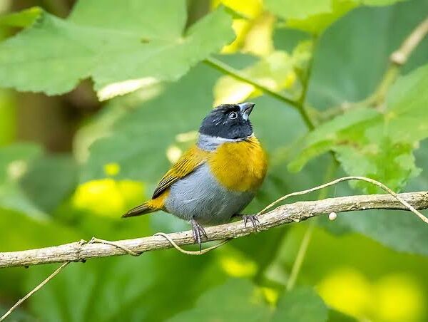 A First Timer's Guide to Birding in Rwanda