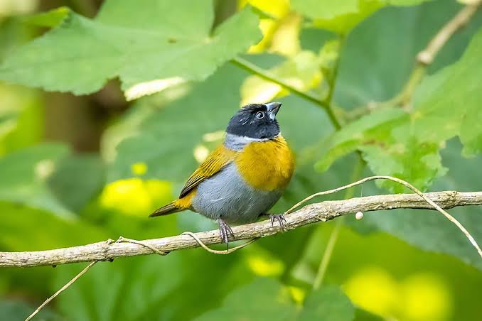 A First Timer's Guide to Birding in Rwanda